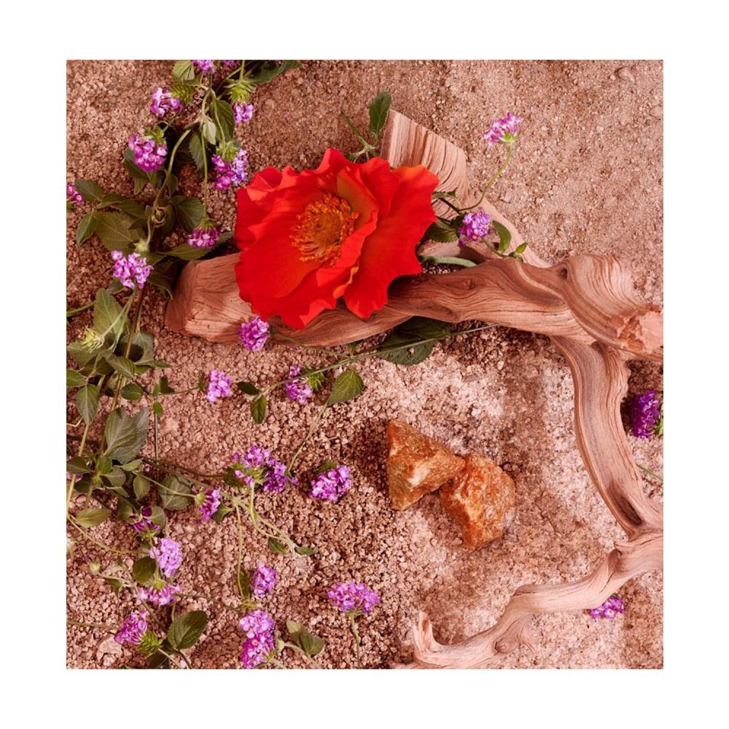 Daisy Paradise Limited-Edition Eau de Toilette, 1.6 oz.